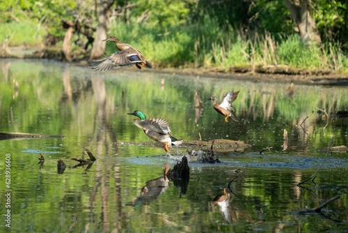 Scenic view of a mallard duck in a tranquil lake surrounded by greenery