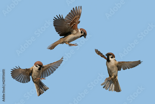 Photography flight phases of three sparrow birds with flapping wings and feathers on a blue