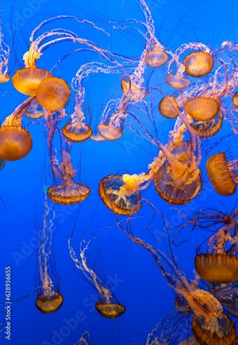 Beautiful shot of glowing jellyfish swimming underwater in an aquarium