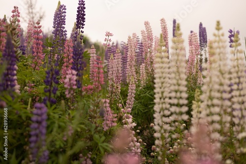 Beautiful landscape of a wildflower meadow with vibrant Lupin blooms in a wide variety of colors