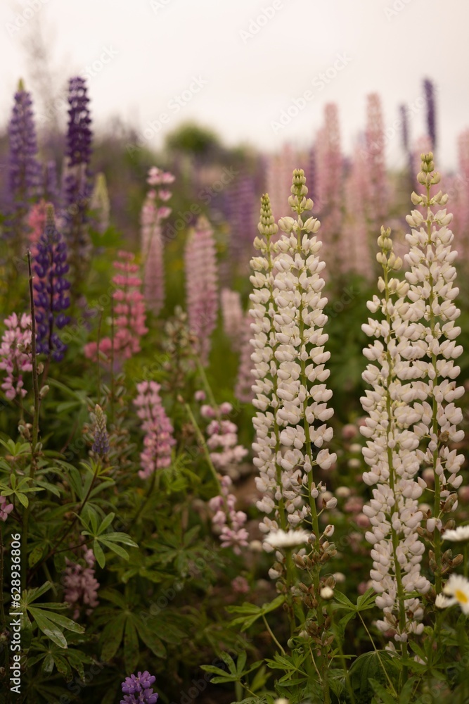 Vertical shot of an array of vibrant wild lupin flowers in a variety of colors Vertical shot of an array of vibrant wild lupin flowers in a variety of colors