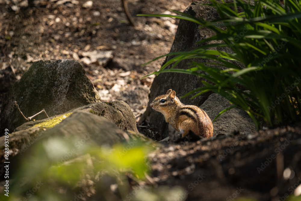 Obraz premium squirrel