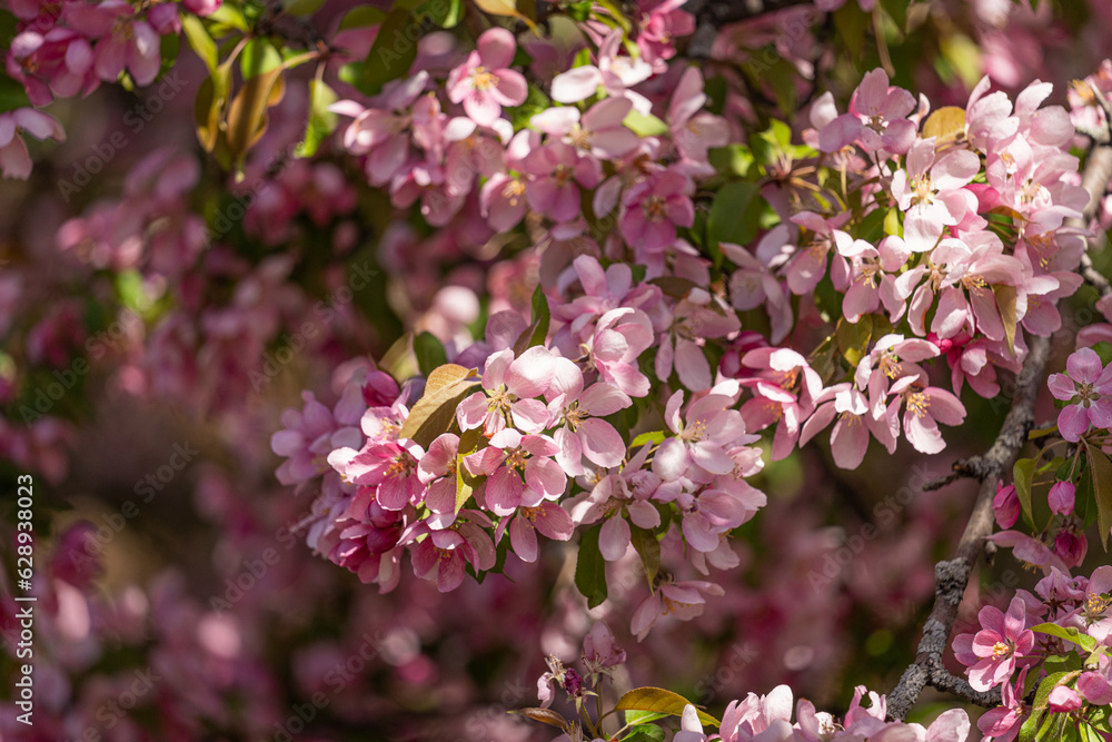 pink and white flowers pink and white flowers