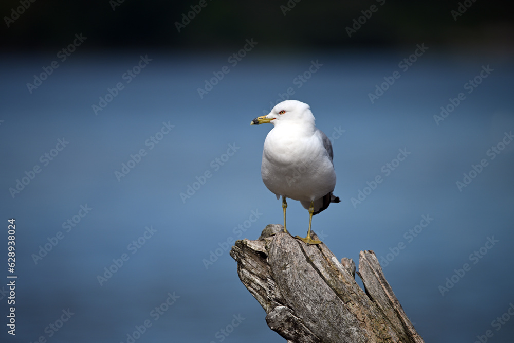 Ringed Billed Seagull perched on a piece of driftwood along waterfront Ringed Billed Seagull perched on a piece of driftwood along waterfront