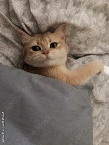 Obraz na plátně Cute Burmilla cat with its head poking out from under a white bedsheet
