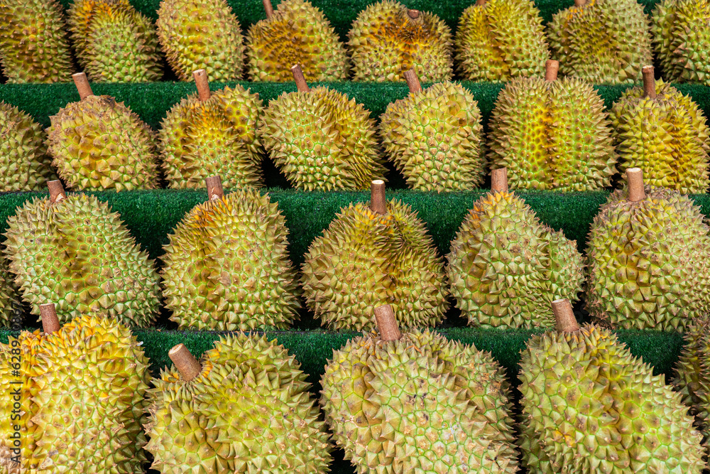 Group of fresh durians in the durian market. durian on counter in the store. many fruits of the royal durian fruit on the background.. harvesting Group of fresh durians in the durian market. durian on counter in the store. many fruits of the royal durian fruit on the background.. harvesting