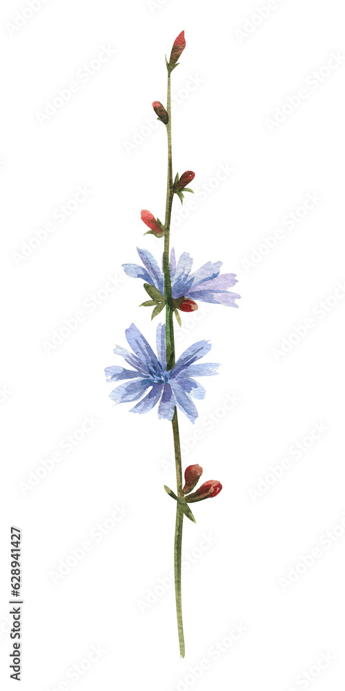 Watercolor wild flowers. Chicory flower with blue buds on a white background
