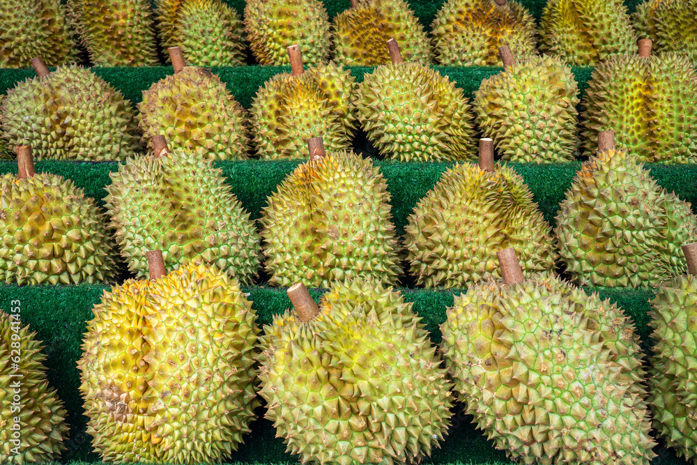 Close up of several durians on the shelf. harvesting durian. Ripe smelly fruits of royal fruit on the counter in the store. Close up of several durians on the shelf. harvesting durian. Ripe smelly fruits of royal fruit on the counter in the store.