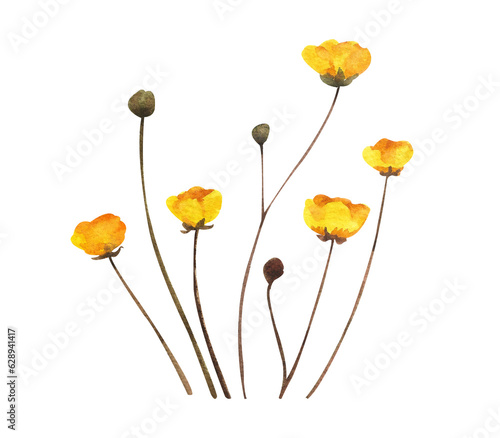 Watercolor wild flowers. Wild flowers with yellow buds on a white background