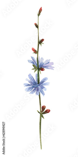 Watercolor wild flowers. Chicory flower with blue buds on a white background