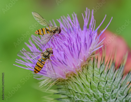 The plant Cirsium or thistle is considered ny many as a weed but it is a very important pollen source for the pollinators