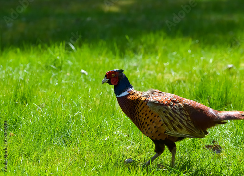 A male pheasant from the side