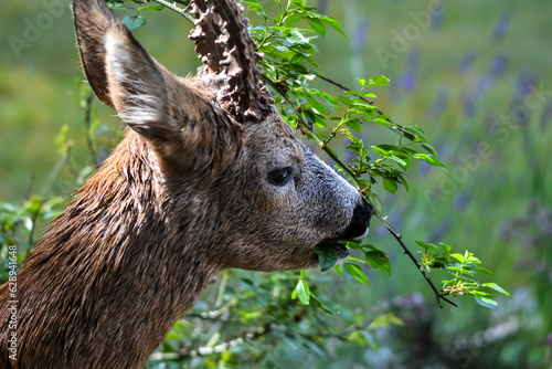 Fotografie A male roe deer eating rose leaves