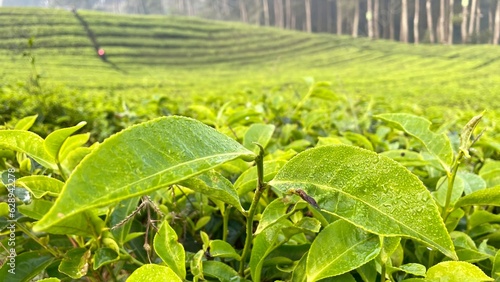 Green tea leaves close up view on selective focus with morning dew on top of the greenery, with background of a beautiful landscape tea plantation hills.