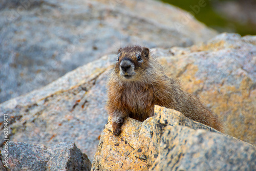 Marmot posing in the rocks along the Beartooth Highway, Montana. photo