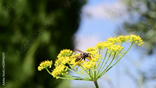Close-up of a bee on a fennel flower in a garden in the south of France. Bee pollination and vibrant insect life in the garden.