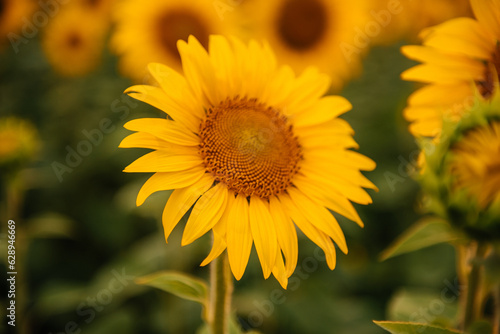 Sunflower bloom. Sunflower on the background of a sunflower field