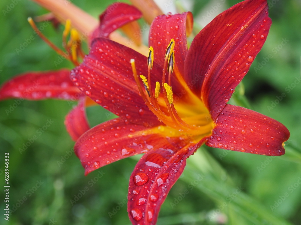 Daylily Crimson Pirate. Beautiful flower with dew drops on the petals. The summer garden ablaze with color with bold flowers Daylily Crimson Pirate. Beautiful flower with dew drops on the petals. The summer garden ablaze with color with bold flowers