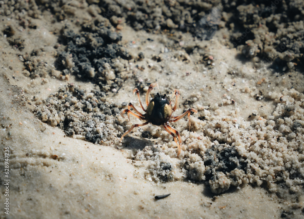 Wild Soldier Crab, Whitehaven Beach, Whitsunday Islands. Elliott Heads River, Queensland, Australia Wild Soldier Crab, Whitehaven Beach, Whitsunday Islands. Elliott Heads River, Queensland, Australia