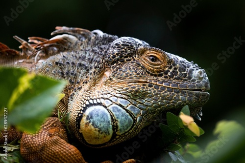 A captivating portrait of an old green iguana