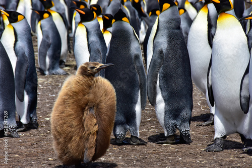 Fluffy penguin chick in a colony of king penguins.