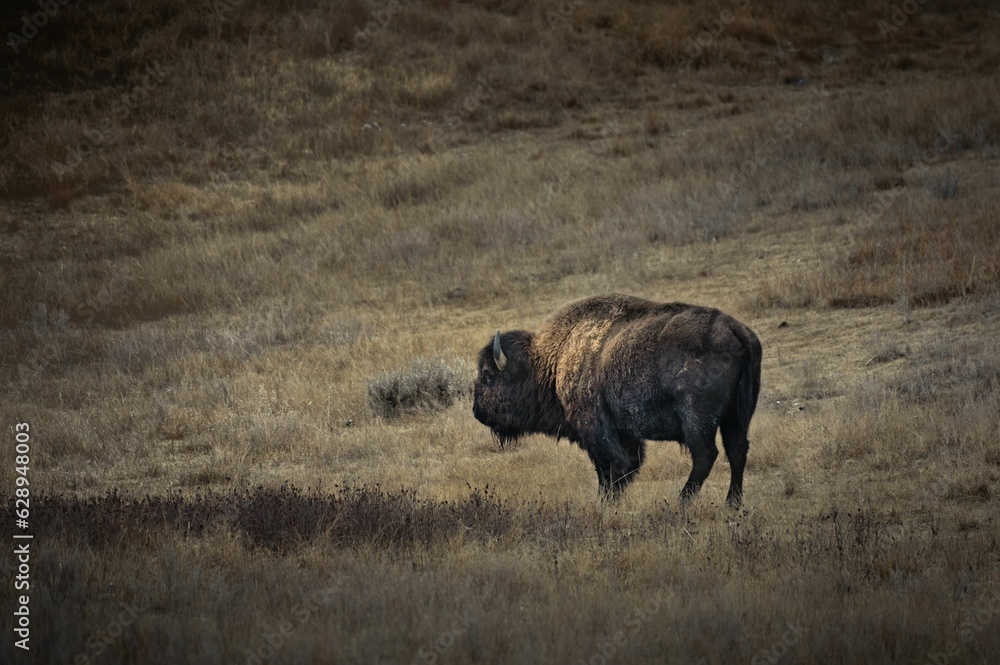 Steppe bison strolling across a sun-soaked grassy meadow Steppe bison strolling across a sun-soaked grassy meadow