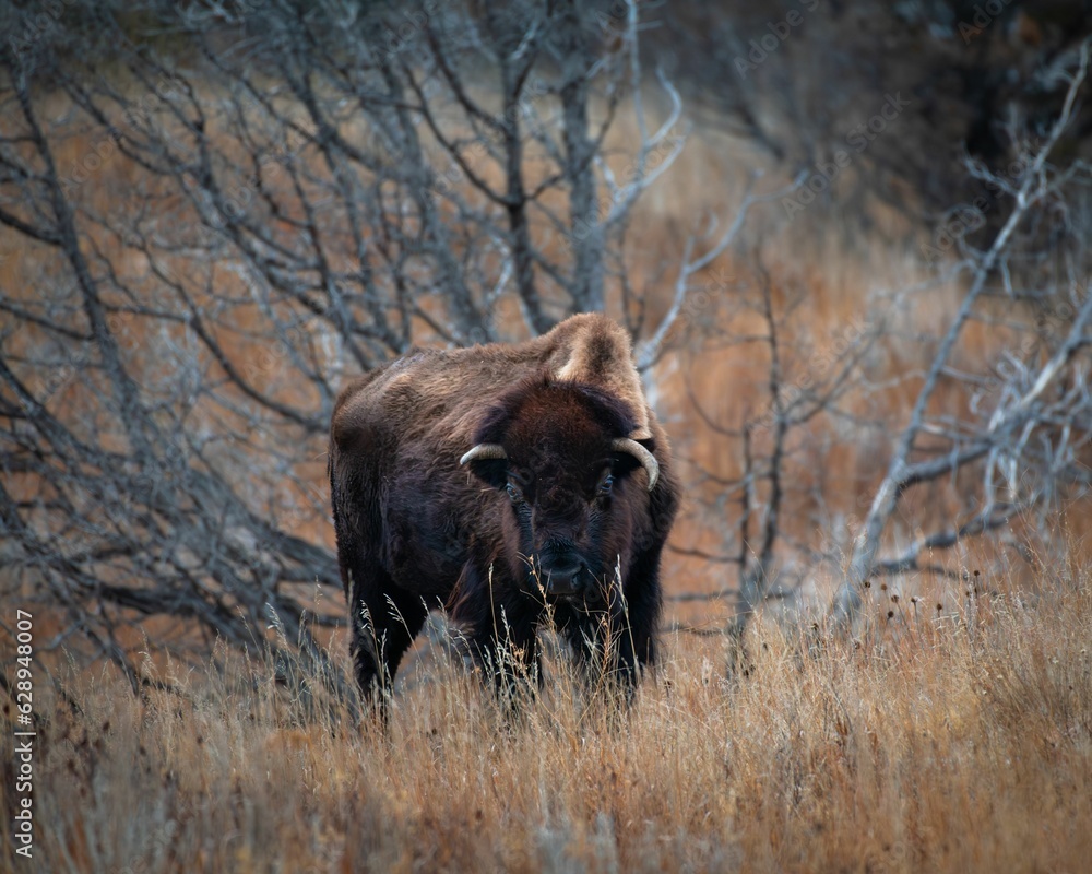 Steppe bison strolling across a sun-soaked grassy meadow Steppe bison strolling across a sun-soaked grassy meadow
