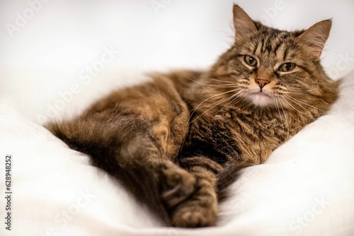 cute and cuddle cat lounging on white cushion with relaxed and blissful look on face