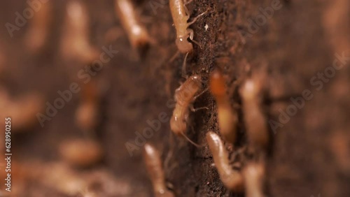 Termite crawling in and out from tunnel hole. Working and eating wood from the house. Macro shot.
