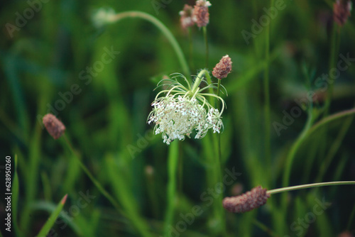 Wild carrot flower on a green meadow. wild plant, summer time