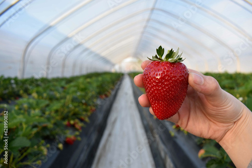 Hand holding one big strawberry in a greenhouse on a farm