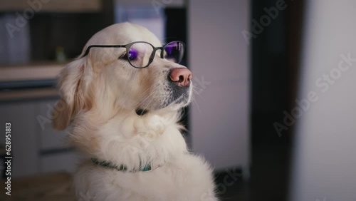 Funny golden retriever wearing glasses photo