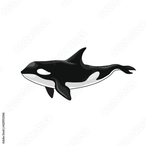 Vector of shark on white background