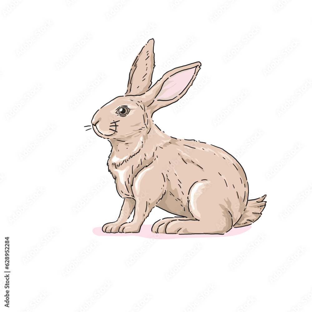 Obraz premium Vector of a brown rabbit