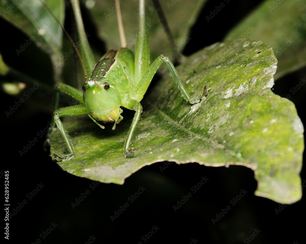 Macro shot of a small grasshopper perched on a leaf Macro shot of a small grasshopper perched on a leaf