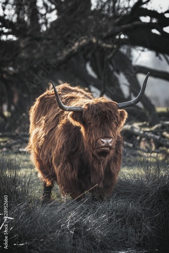 a Highland cattle in a field