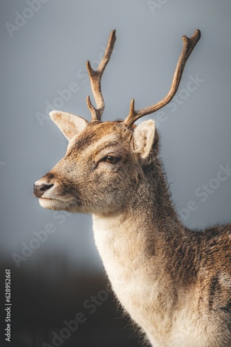 Fotografija an image of the head and antlers of a stagger