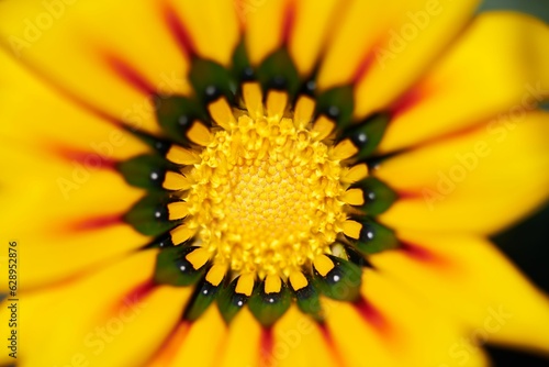 Shot of a single bright yellow flower