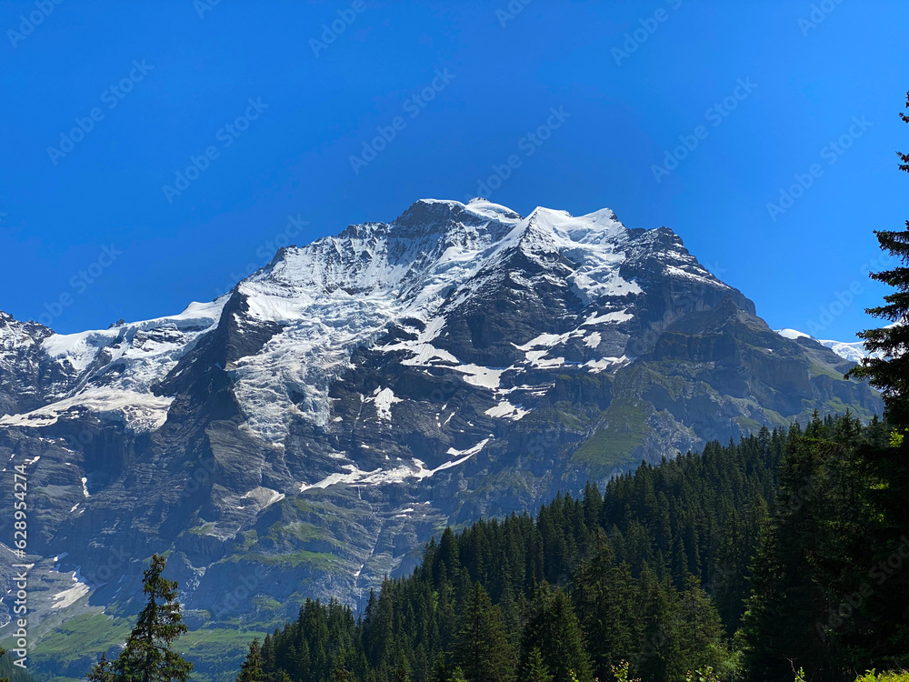 Obraz premium Famous mountain peak Virgin at Bernese Highlands on a sunny summer day with blue sky background. Photo taken July 20th, 2021, Winteregg, Lauterbrunnen, Switzerland.