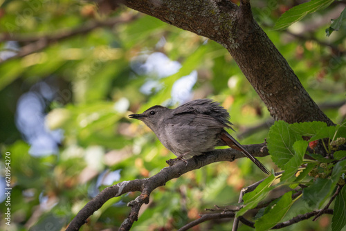 Gray Catbird
 photo