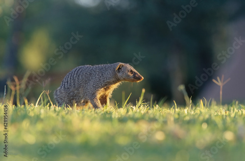 Banded mongoose