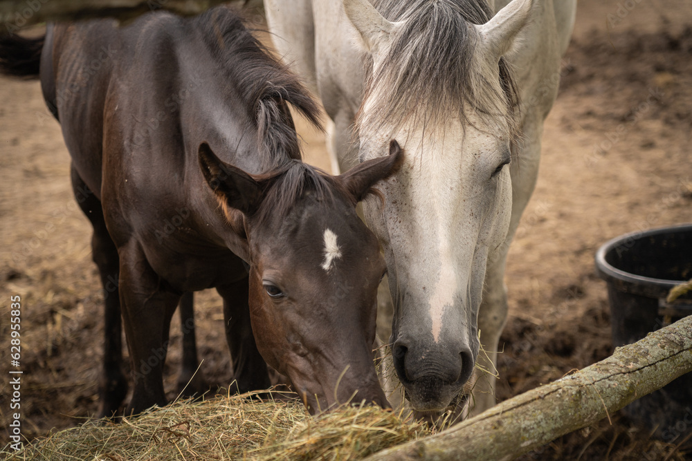 horse and foal horse and foal