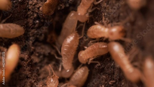 Termite crawling in and out from tunnel hole. Working and eating wood from the house. Macro shot.