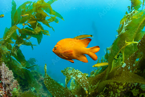 Close up of a garibaldi, California's state fish, being cleaned by a senorita fish in a kelp forest near Avalon, Catalina Island. 