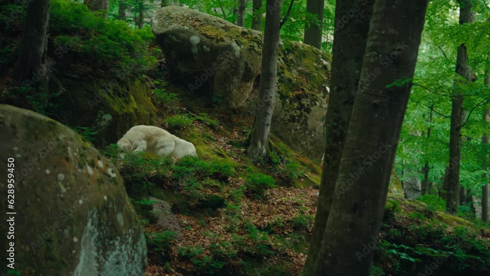 Young Caucasian female woman with her dog hiking in a wild forest Young Caucasian female woman with her dog hiking in a wild forest