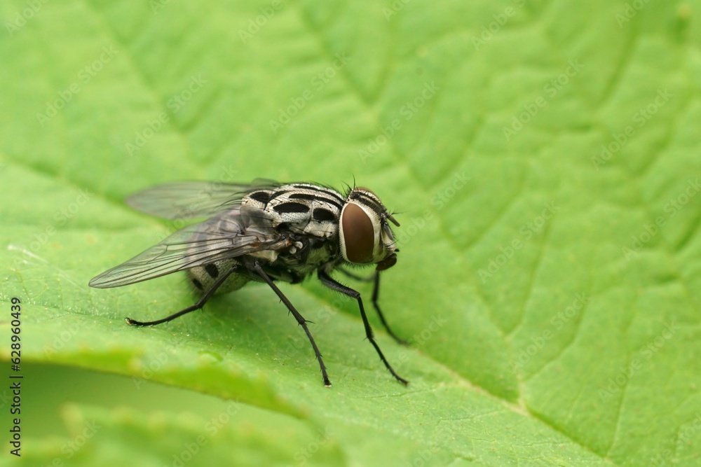Closeup on the nice patterned House Fly, Graphomya maculata sitting on a green leaf Closeup on the nice patterned House Fly, Graphomya maculata sitting on a green leaf