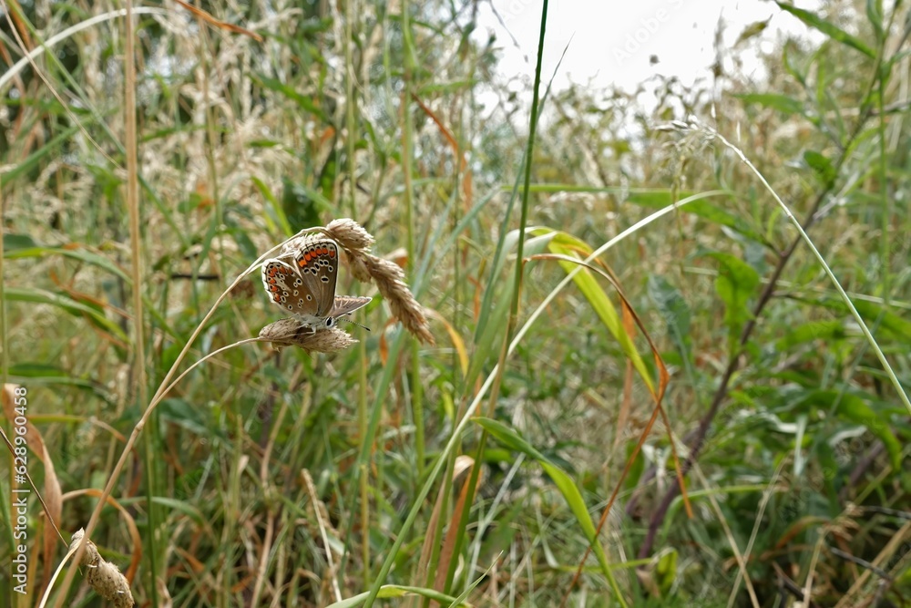 Closeup on a small, fresh emerged Brown Argus butterrfly,  Aricia agestis sitting in a grassland