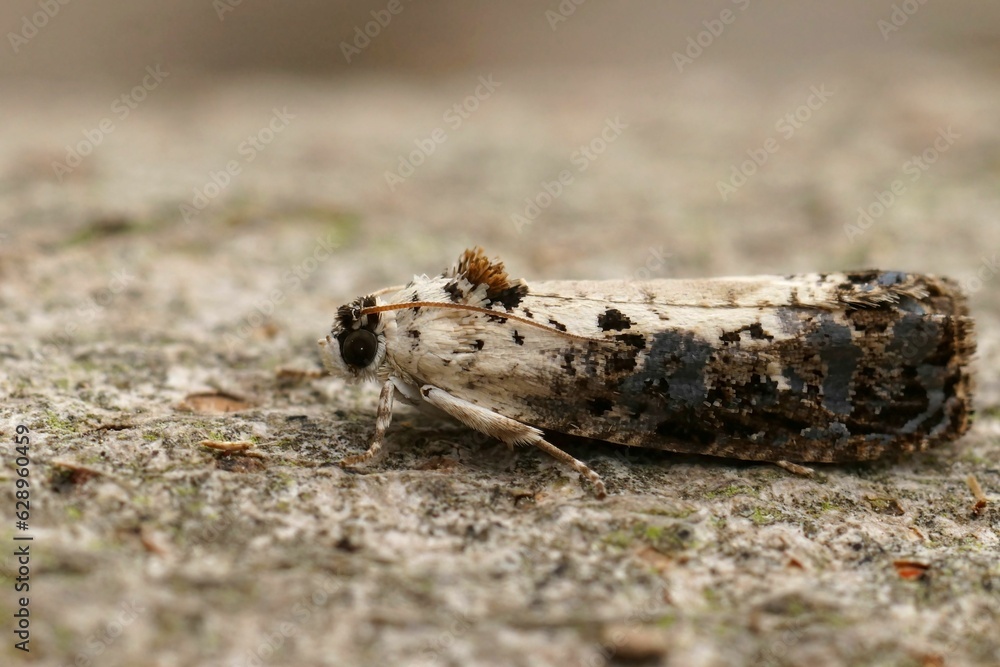 Closeup on the small White-backed Marble tortricid micro moth , Hedya salicella, sitting on wood Closeup on the small White-backed Marble tortricid micro moth , Hedya salicella, sitting on wood