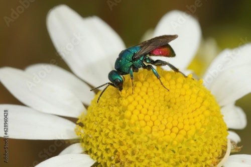 Closeup on a green metallic jewel cuckoo wasp, Hedychrium sitting on a yellow white flower photo