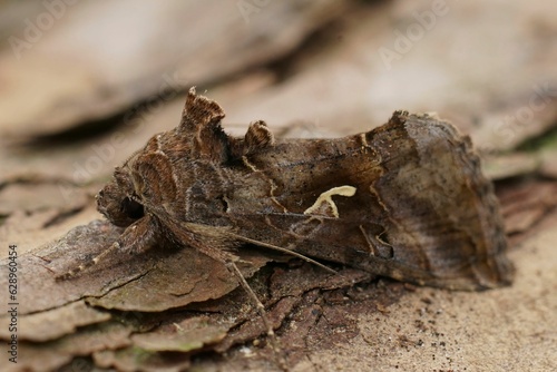 Closeup on the common Silver-Y owlet moth, Autographa gamma sitting on wood.